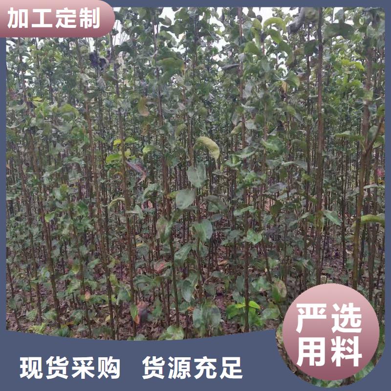 梨玉露香梨树苗质量安心当地货源