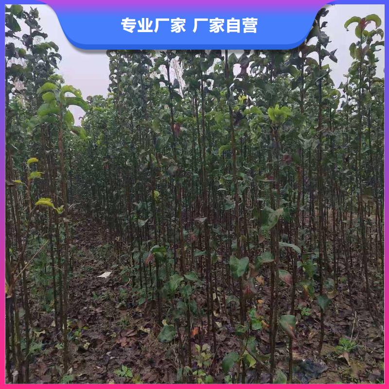 梨【新梨7号梨树苗】生产经验丰富加工定制