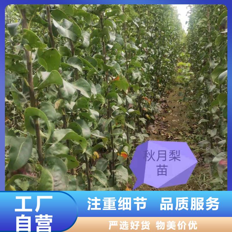 梨-【玉露香梨树苗】货源足质量好同城品牌