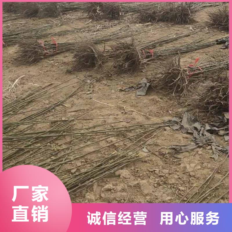 梨梨树苗基地品质卓越材质实在