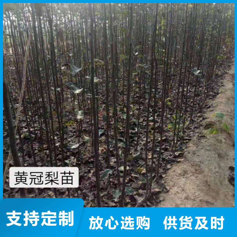 梨梨树苗基地安装简单质检严格放心品质