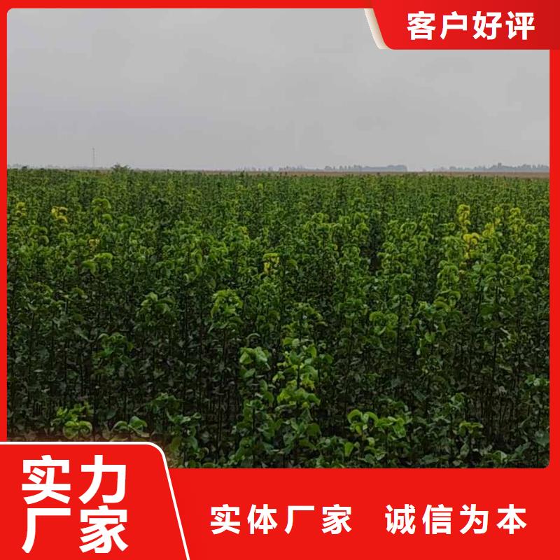 梨-玉露香梨树苗现货快速采购用品质说话