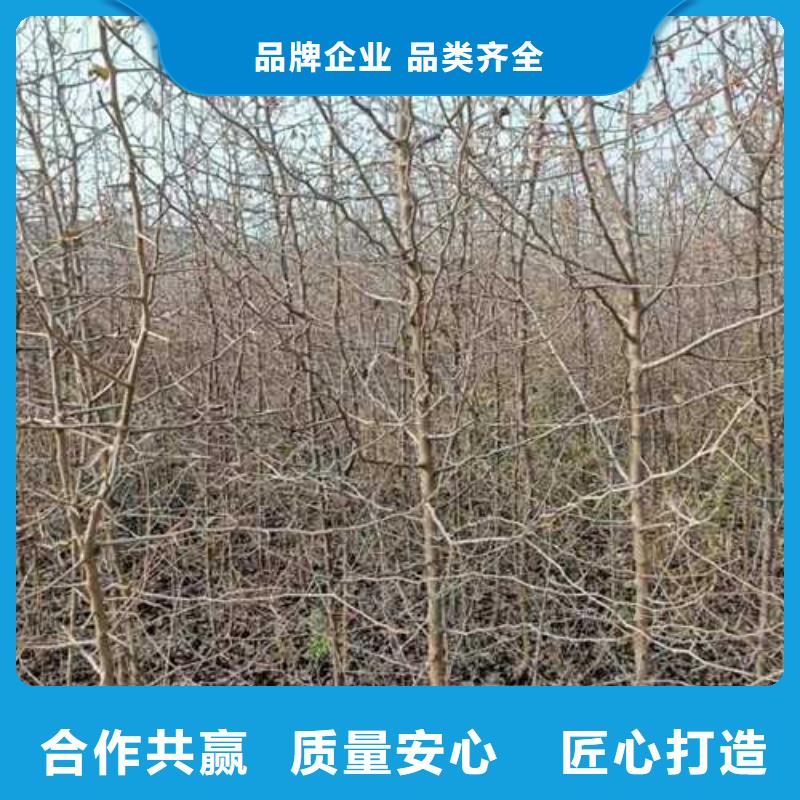 杜梨梨树苗基地专注质量厂家直营