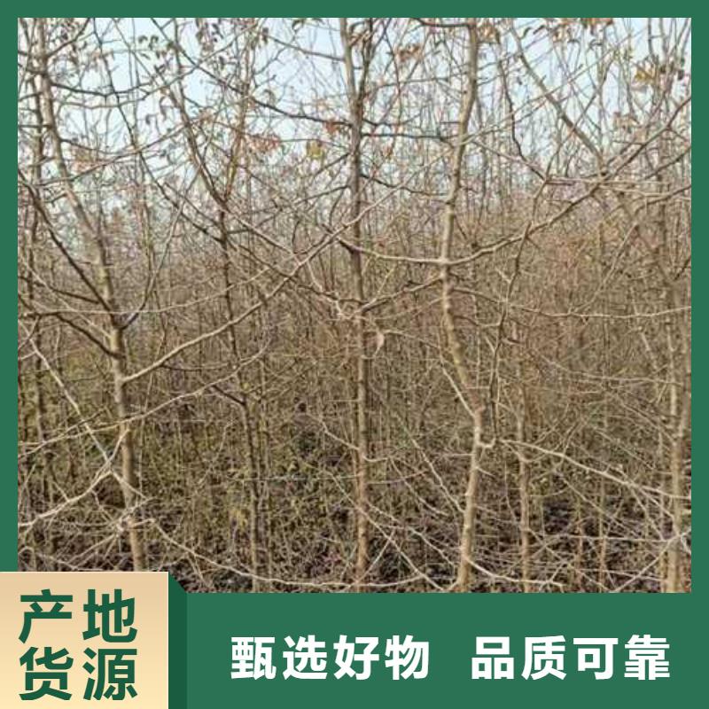 【杜梨山桃苗品牌企业】工期短发货快