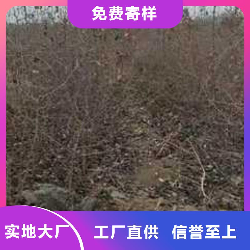 杜梨_【皇冠梨树苗】品牌大厂家当地货源