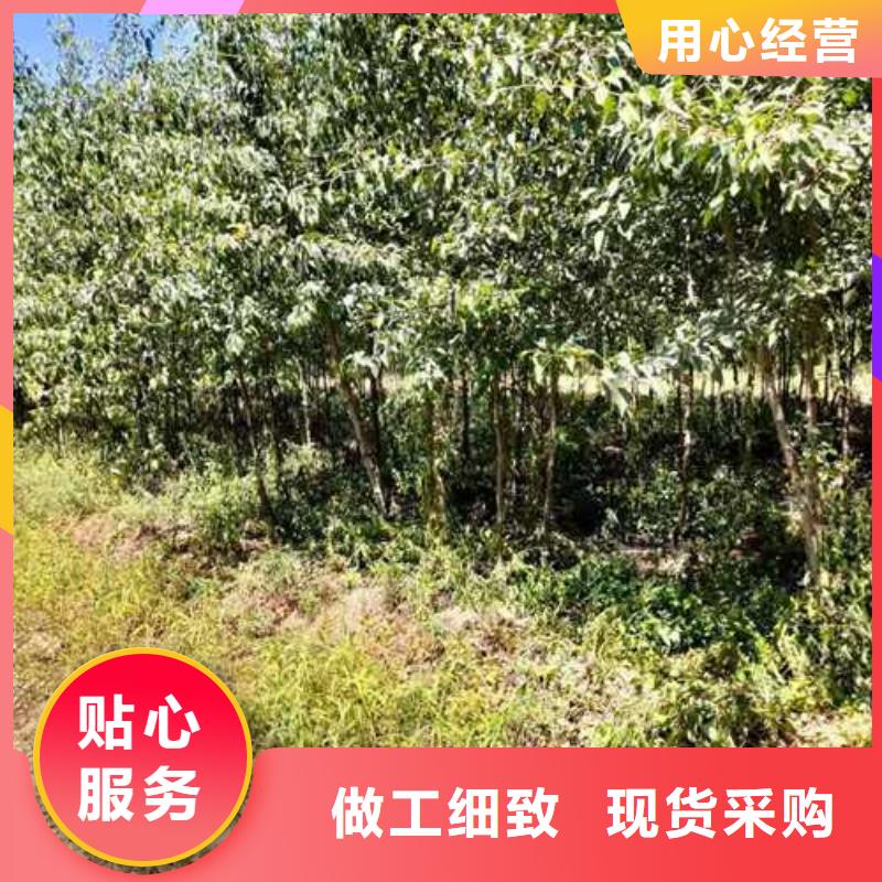 杜梨黄冠梨树苗细节严格凸显品质口碑好实力强