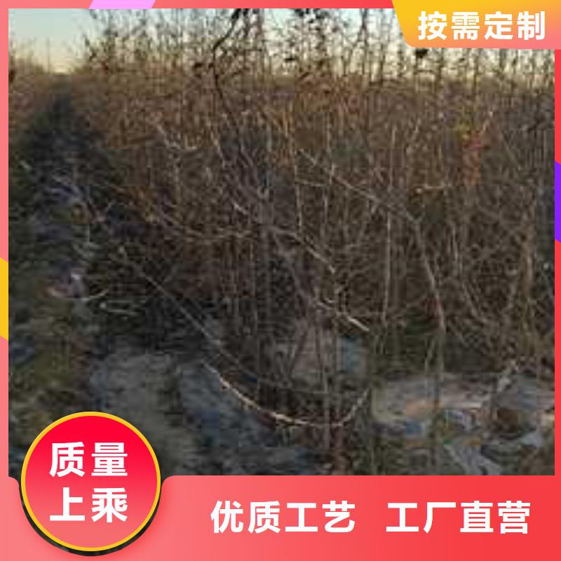 【杜梨毛桃苗好品质经得住考验】价格地道