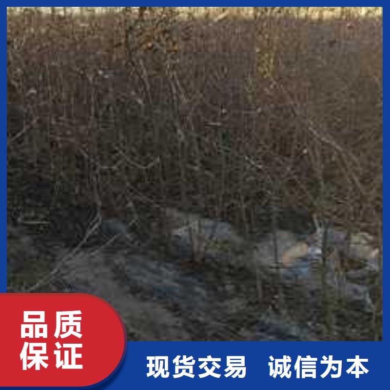 【杜梨】-梨树苗基地产地直销本地供应商