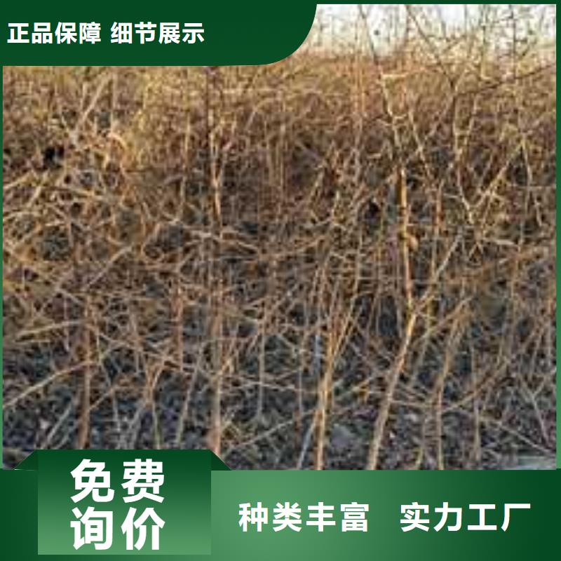 杜梨奥红全红梨树苗价格透明本地货源