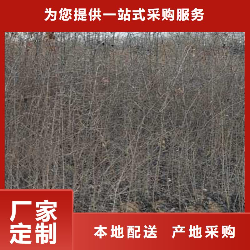 杜梨梨树苗基地质优价廉量大从优