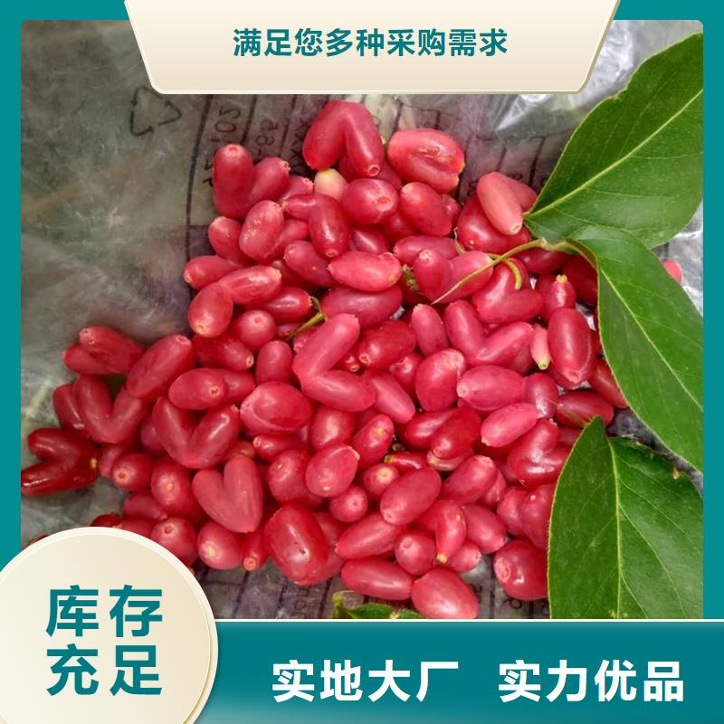 杈杷果,桃树苗多种工艺选择大厂家省事省心