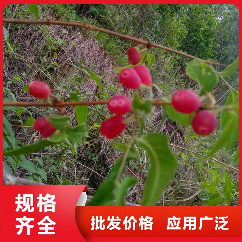 杈杷果-【奶油草莓】选择我们选择放心当地经销商