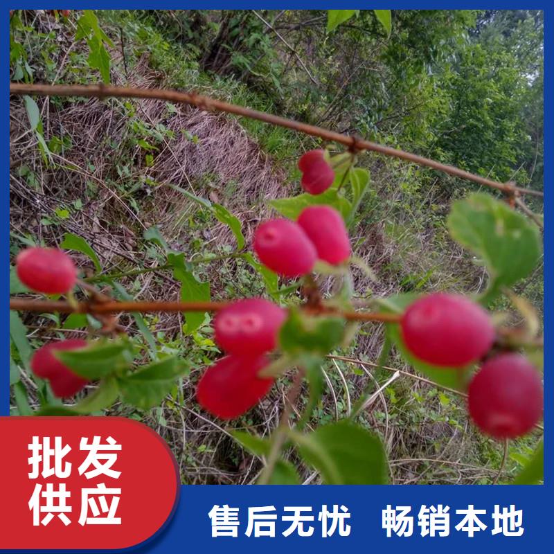 杈杷果杏树苗海量货源诚信可靠