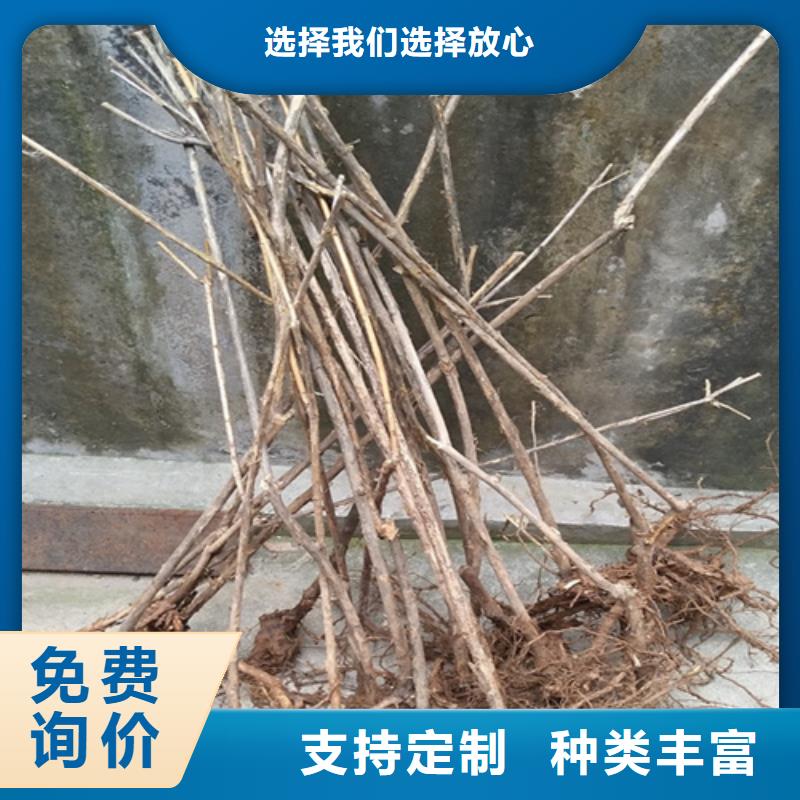 杈杷果桃树苗欢迎来厂考察厂家自营