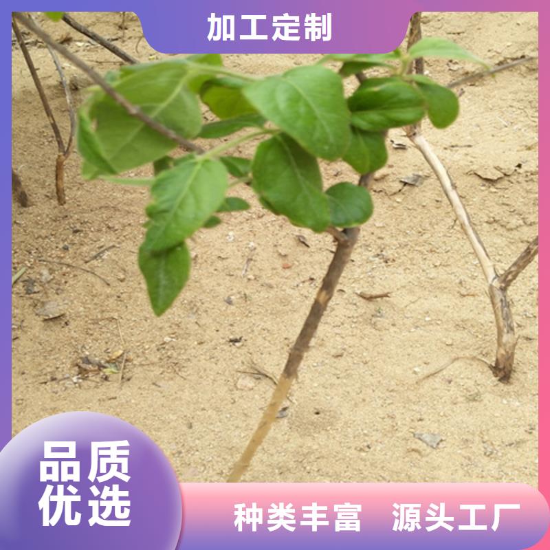 杈杷果,樱桃苗多家仓库发货当地生产商