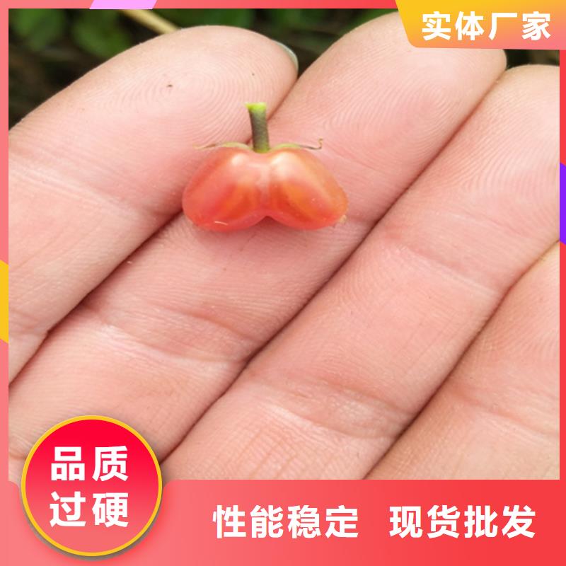 杈杷果杏树苗多年行业经验同城供应商