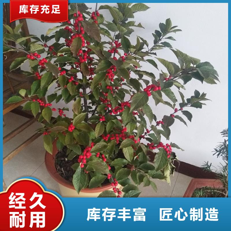 北美冬青石榴树库存充足标准工艺