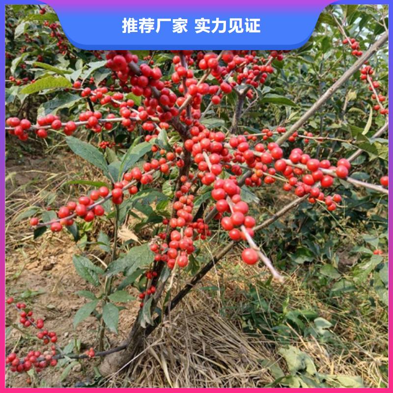 北美冬青苹果苗多种规格供您选择本地生产厂家