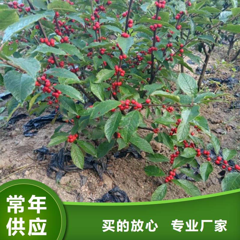 北美冬青梨树苗源头工厂本地品牌