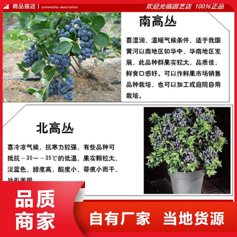 蓝莓苗梨树苗买的是放心本地制造商