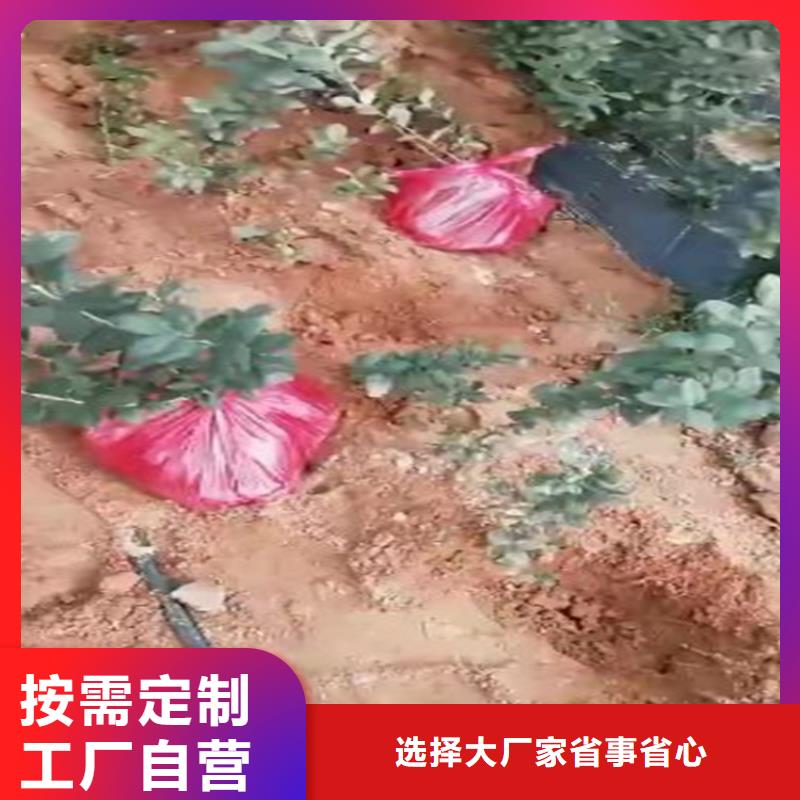 蓝莓苗梨树苗资质认证支持大批量采购