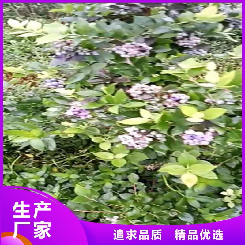 蓝莓苗【板栗苗】订制批发本地生产厂家