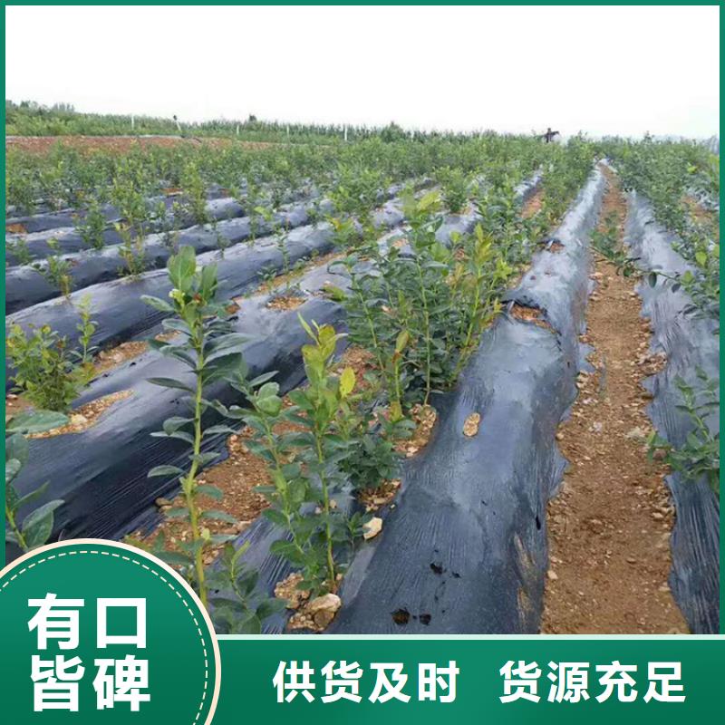 蓝莓苗-梨树苗实力厂家直销畅销当地