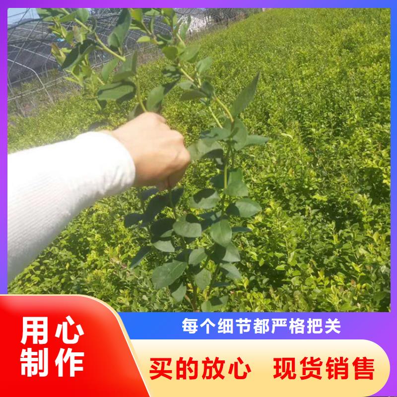 蓝莓苗樱桃苗好品质售后无忧来图定制量大从优