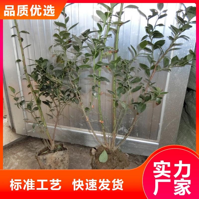 【蓝莓苗杏树苗工艺层层把关】为您精心挑选