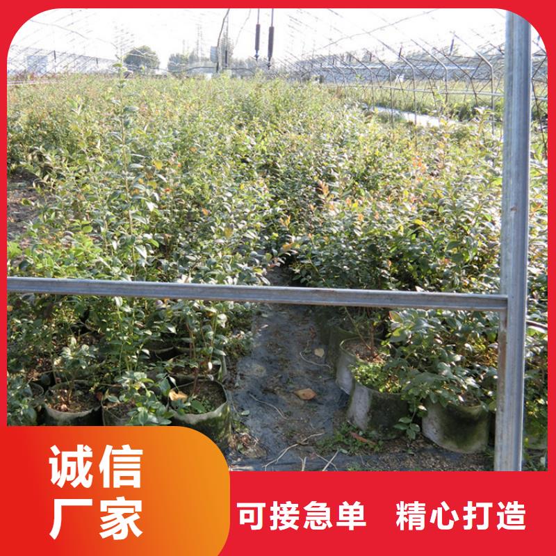蓝莓苗_黄瓜苗厂家直销省心省钱注重细节