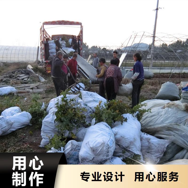 蓝莓苗樱桃苗可放心采购同城货源