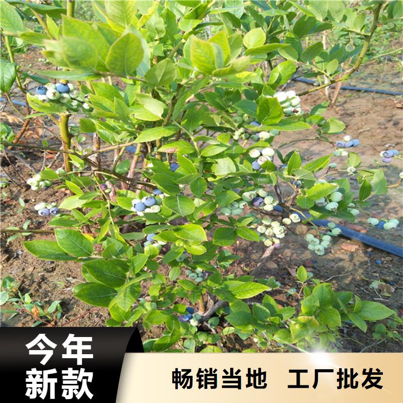 蓝莓苗-嘎啦苹果卓越品质正品保障当地制造商