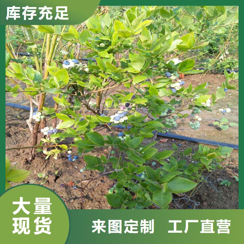 蓝莓苗桃树苗出厂价专心专注专业