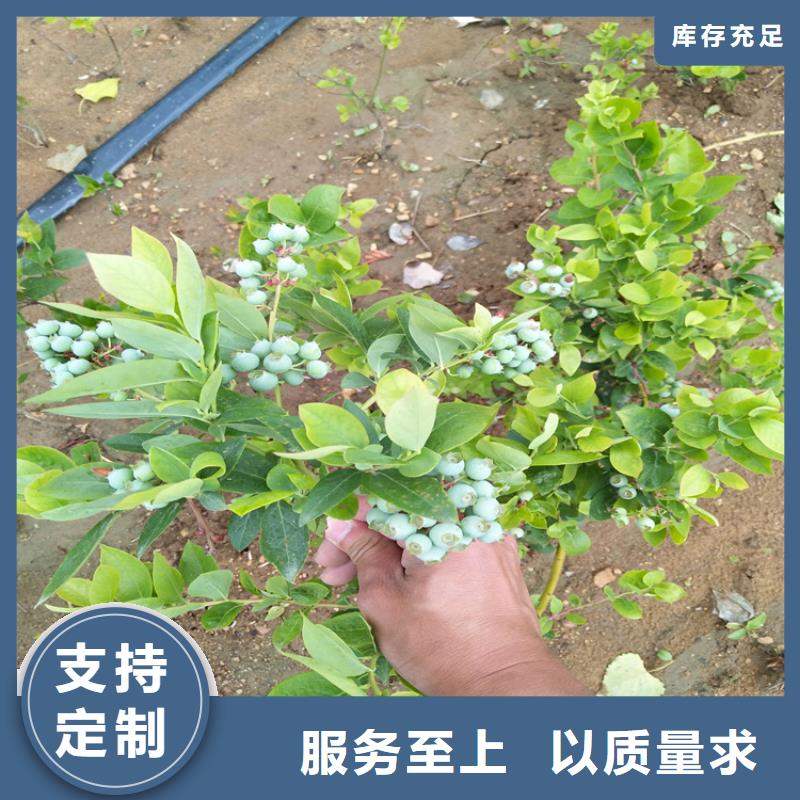 蓝莓苗,苹果苗一站式采购方便省心附近货源