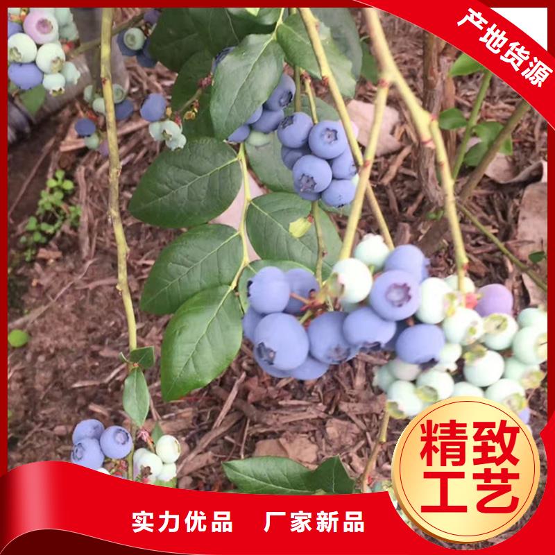 【蓝莓苗苹果苗按需定制真材实料】专注生产N年