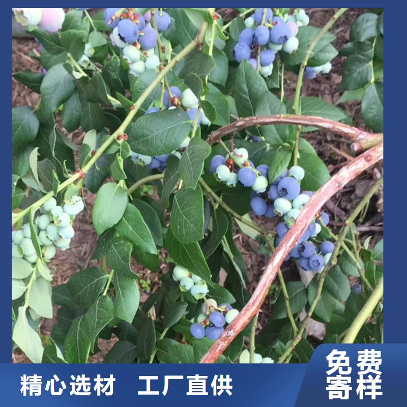 蓝莓苗奶油草莓产品实拍同城生产厂家