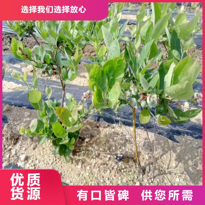 蓝莓苗,樱桃苗物流配送同城经销商