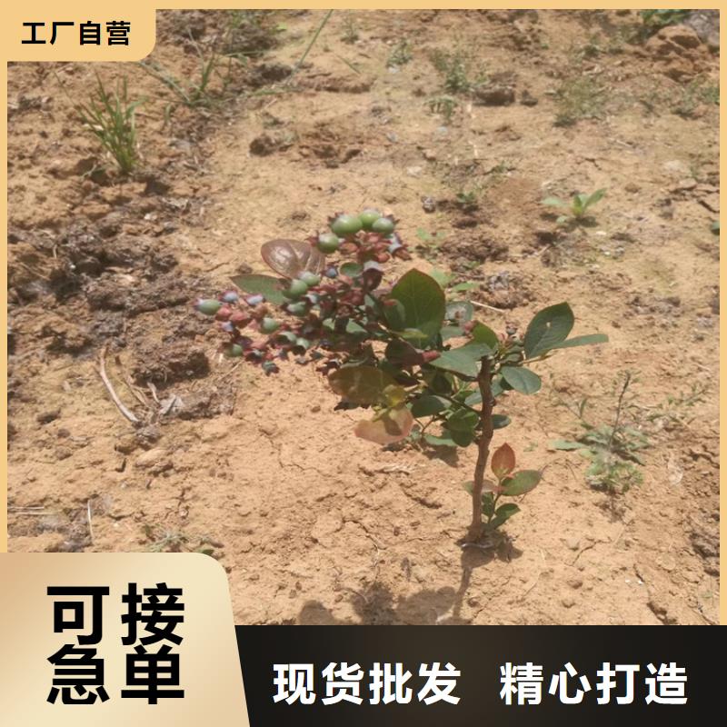 蓝莓苗苹果苗厂家货源稳定长期供应