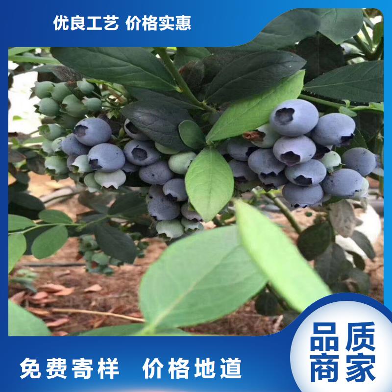 蓝莓苗,石榴树材质实在当地生产厂家