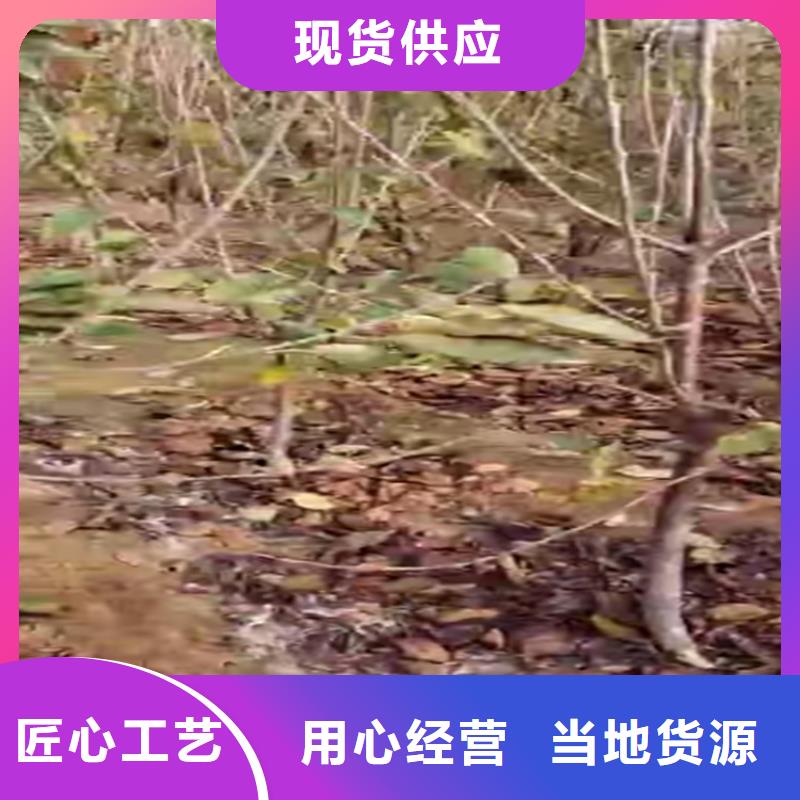 樱桃苹果苗欢迎新老客户垂询真正让利给买家