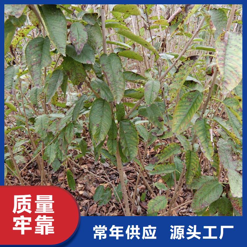 樱桃石榴树用心做产品同城厂家