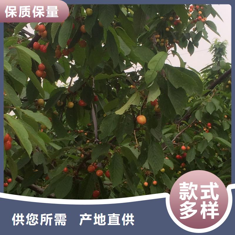 樱桃苹果苗现货充足量大优惠当地制造商