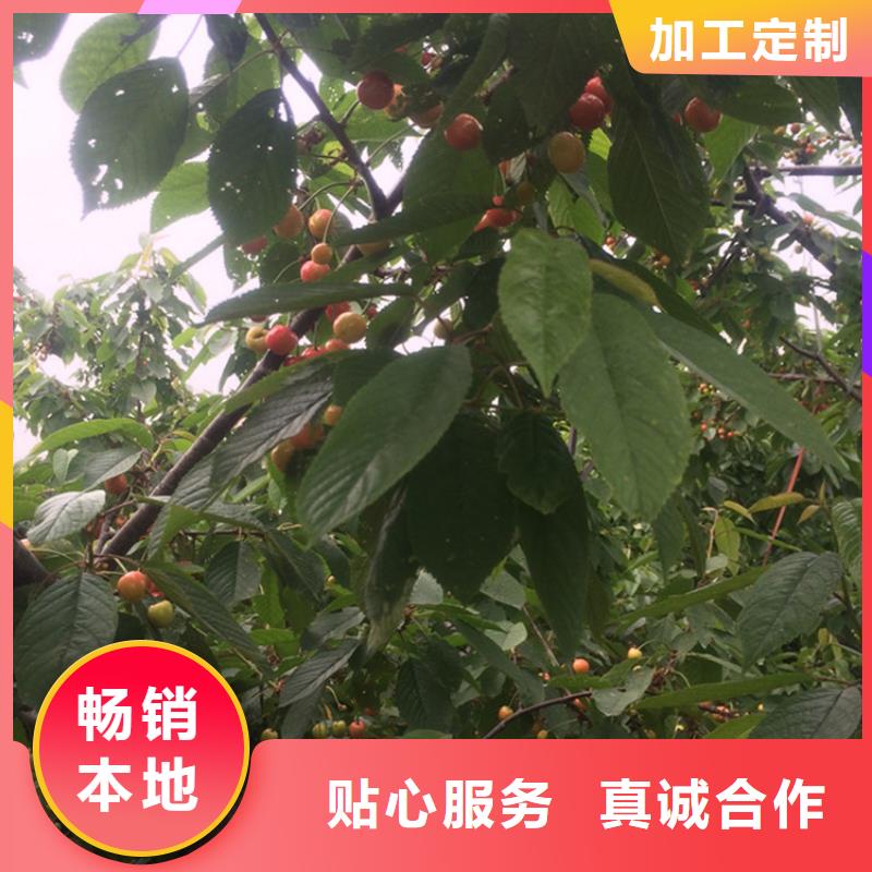 樱桃桃树苗大量现货供应拒绝伪劣产品