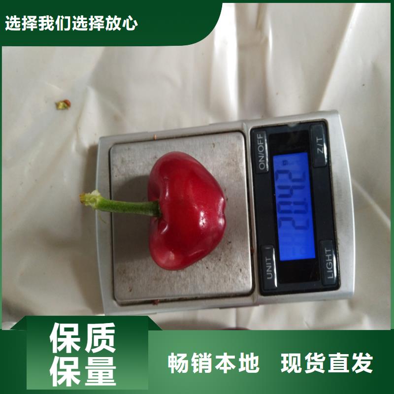 樱桃_葡萄苗品种全定制销售售后为一体