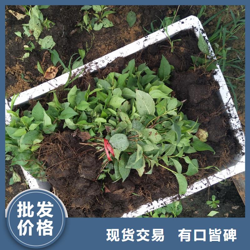 【樱桃红颜草莓价格实惠工厂直供】实体厂家大量现货