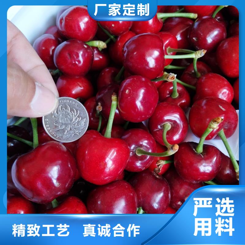 樱桃_樱桃苗优势多家仓库发货