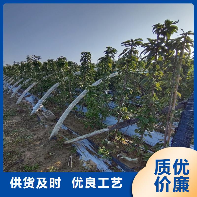 樱桃蓝莓苗源头把关放心选购当地经销商