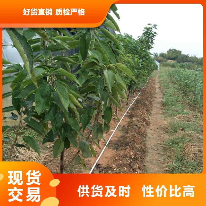 樱桃西瓜苗专注细节更放心同城公司