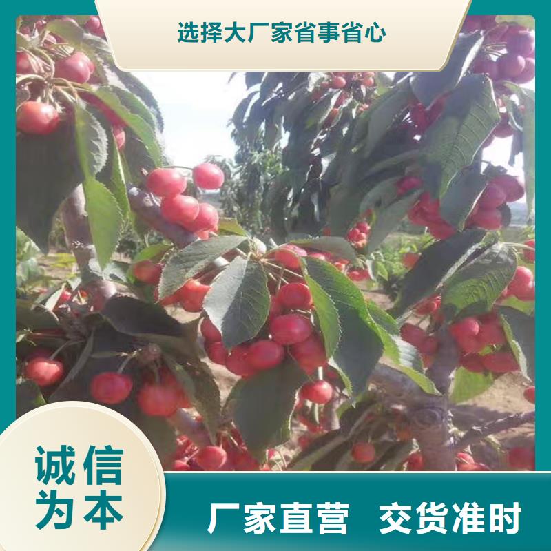 樱桃【桃树苗】诚信可靠适用范围广