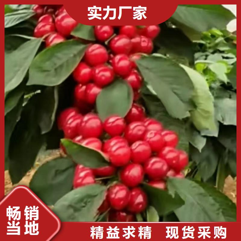樱桃樱桃苗可放心采购当地生产商